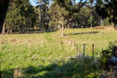 Bir tarlada ot ve çayır. Hayvanlar organik ve serbest tarım çiftliğinde yetiştiriliyor..