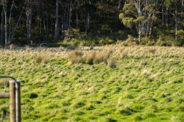 Yenilenebilir bir çiftlikte çayırlar ve otlar. karbon depolayan yerel bitkiler