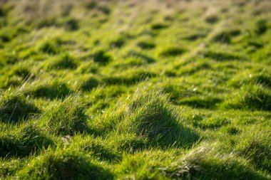 Yenilenebilir bir çiftlikte çayırlar ve otlar. karbon depolayan yerel bitkiler
