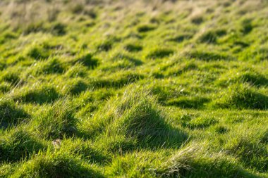Yenilenebilir bir çiftlikte çayırlar ve otlar. karbon depolayan yerel bitkiler