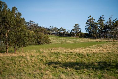 Yenilenebilir bir çiftlikte çayırlar ve otlar. karbon depolayan yerel bitkiler