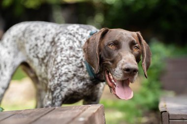 Kameraya bakan bir Alman kısaltmalı safkan işaretçiye yakından bakın. Avustralya 'daki GSP yavru köpeği.