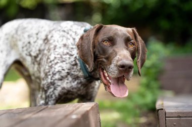 Kameraya bakan bir Alman kısaltmalı safkan işaretçiye yakından bakın. Avustralya 'daki GSP yavru köpeği.