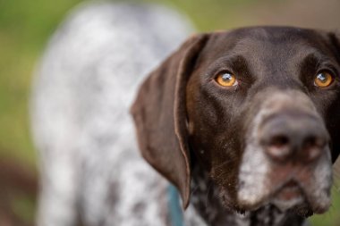 Kameraya bakan bir Alman kısaltmalı safkan işaretçiye yakından bakın. Avustralya 'daki GSP yavru köpeği.