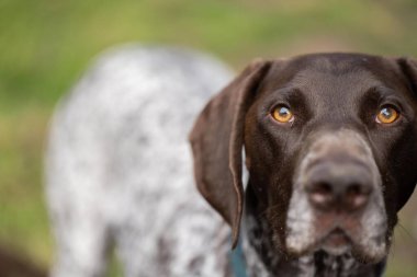 Kameraya bakan bir Alman kısaltmalı safkan işaretçiye yakından bakın. Avustralya 'daki GSP yavru köpeği.
