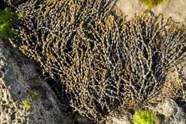 Avustralya 'da okyanusta kayaların üzerinde yosun ve yosun yetişiyor. Dalgalar, Japonya 'daki gelgitle birlikte kayaların üzerinde yosun taşıyor. Deniz yosunu çiftliği