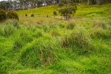 Yenilenebilir organik bir çiçeğin otlağında otlar ve otlar 