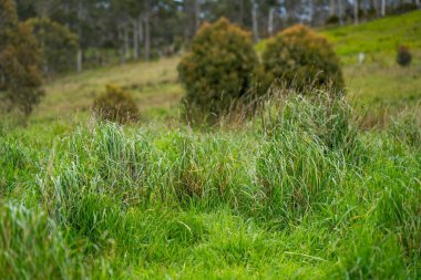 Yenilenebilir organik bir çiçeğin otlağında otlar ve otlar 