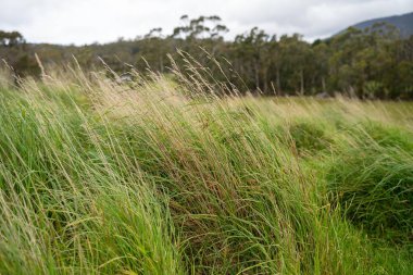 Yenilenebilir organik bir çiçeğin otlağında otlar ve otlar 
