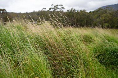 Yenilenebilir organik bir çiçeğin otlağında otlar ve otlar 