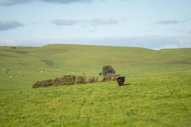 Avustralya inekleri çayırda otluyor. İlkbaharda bir otlakta ot yiyen gri gri bir ineğe yaklaş. 