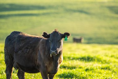 İlkbaharda Avustralya 'da tarım arazisi Angus ve bahar aylarında sığır yetiştiren gri inekler.