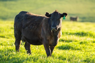 Avustralya inekleri çayırda otluyor. İlkbaharda bir otlakta ot yiyen gri gri bir ineğe yaklaş. 