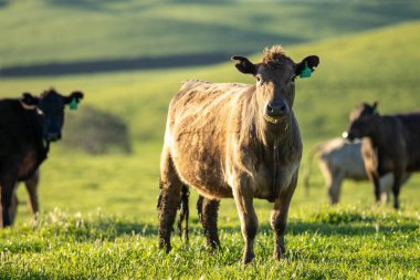 İlkbaharda Avustralya 'da tarım arazisi Angus ve bahar aylarında sığır yetiştiren gri inekler.