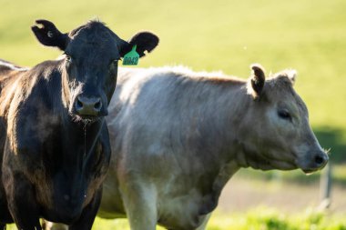 Avustralya wagyu inekleri çayırda otluyor. İlkbaharda bir otlakta ot yiyen siyah bir angus ineğinin yakınına. 