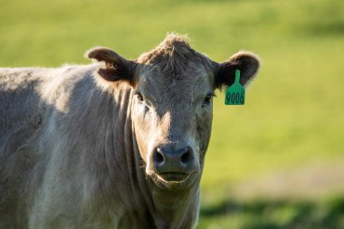 Avustralya wagyu inekleri çayırda otluyor. İlkbaharda bir otlakta ot yiyen siyah bir angus ineğinin yakınına. 