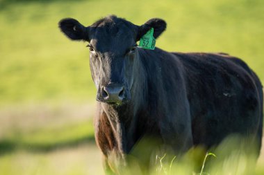 Baharda Avustralya 'da bir çiftlikte Angus inek portresi