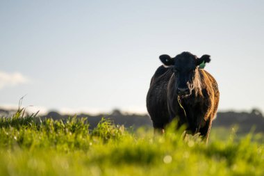 Avustralya wagyu inekleri çayırda otluyor. İlkbaharda bir otlakta ot yiyen siyah bir angus ineğinin yakınına. 