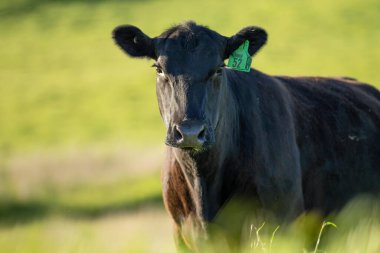 Avustralya wagyu inekleri çayırda otluyor. İlkbaharda bir otlakta ot yiyen siyah bir angus ineğinin yakınına. 