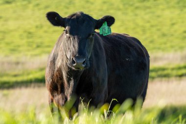 Avustralya wagyu inekleri çayırda otluyor. İlkbaharda bir otlakta ot yiyen siyah bir angus ineğinin yakınına. 