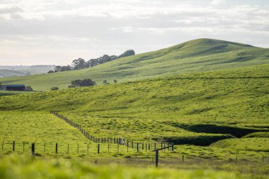 Avustralya wagyu inekleri çayırda otluyor. İlkbaharda bir otlakta ot yiyen siyah bir angus ineğinin yakınına. 