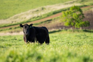 İlkbaharda Angus ve Murray Gri İnekleri sığır yetiştirirken Avustralya tarım arazisi 