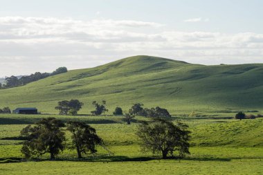 İlkbaharda Angus ve Murray Gri İnekleri sığır yetiştirirken Avustralya tarım arazisi 