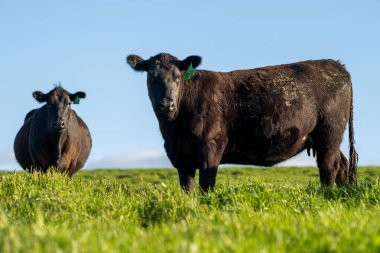 Avustralya 'da yeşil çimlerin üzerindeki bir tarlada kahverengi inek