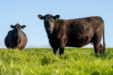 Baharda çiftlikteki bir tarlada sığır ineği.