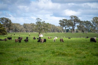 İlkbaharda Avustralya 'da tarım arazisi Angus ve bahar aylarında sığır yetiştiren gri inekler.