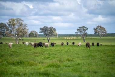 İlkbaharda Avustralya 'da tarım arazisi Angus ve bahar aylarında sığır yetiştiren gri inekler.