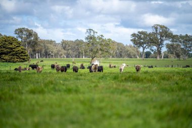 İlkbaharda Avustralya 'da tarım arazisi Angus ve bahar aylarında sığır yetiştiren gri inekler.