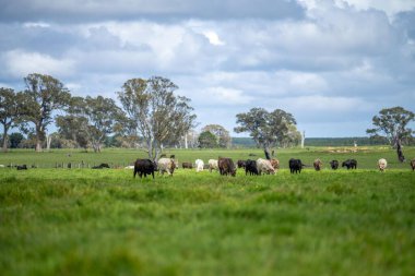 İlkbaharda Avustralya 'da tarım arazisi Angus ve bahar aylarında sığır yetiştiren gri inekler.