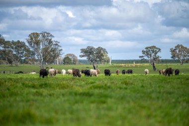 İlkbaharda Avustralya 'da tarım arazisi Angus ve bahar aylarında sığır yetiştiren gri inekler.