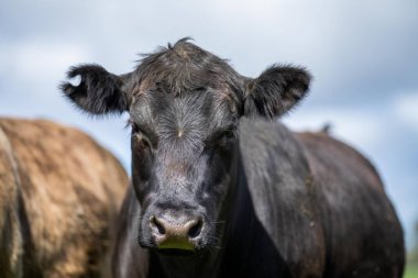 Çayırda otlayan Avustralyalı bir wagyu ineğinin portresi. İlkbaharda bir otlakta ot yiyen siyah bir angus ineğinin yakınına.