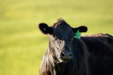 Çayırda otlayan Avustralyalı bir wagyu ineğinin portresi. İlkbaharda bir otlakta ot yiyen siyah bir angus ineğinin yakınına.