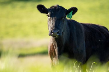 Çayırda otlayan Avustralyalı bir wagyu ineğinin portresi. İlkbaharda bir otlakta ot yiyen siyah bir angus ineğinin yakınına.