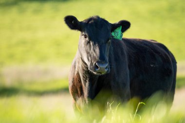 Çayırda otlayan Avustralyalı bir wagyu ineğinin portresi. İlkbaharda bir otlakta ot yiyen siyah bir angus ineğinin yakınına.