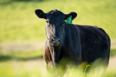 Çayırda otlayan Avustralyalı bir wagyu ineğinin portresi. İlkbaharda bir otlakta ot yiyen siyah bir angus ineğinin yakınına.