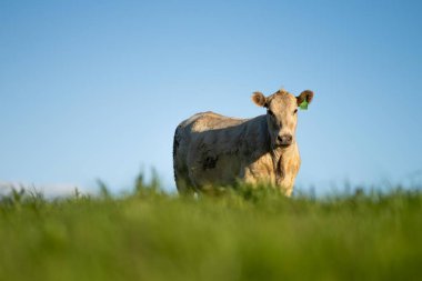 Çayırda otlayan Avustralyalı bir wagyu ineğinin portresi. İlkbaharda bir otlakta ot yiyen siyah bir angus ineğinin yakınına.