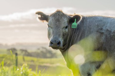 Çayırda otlayan Avustralyalı bir wagyu ineğinin portresi. İlkbaharda bir otlakta ot yiyen siyah bir angus ineğinin yakınına.