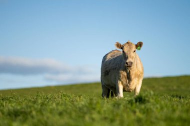 Çayırda otlayan Avustralyalı bir wagyu ineğinin portresi. İlkbaharda bir otlakta ot yiyen siyah bir angus ineğinin yakınına.