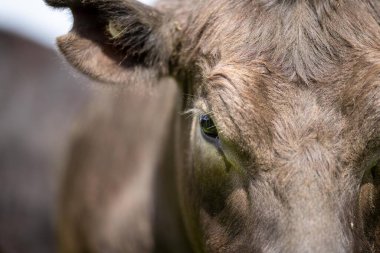 Çayırda otlayan Avustralyalı bir wagyu ineğinin portresi. İlkbaharda bir otlakta ot yiyen siyah bir angus ineğinin yakınına.