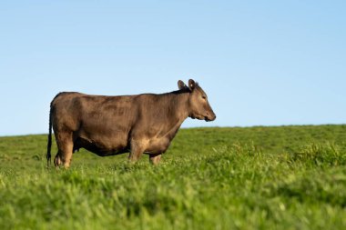 Çayırda otlayan Avustralyalı bir wagyu ineğinin portresi. İlkbaharda bir otlakta ot yiyen siyah bir angus ineğinin yakınına.