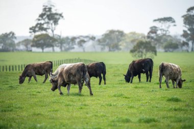 Avustralya inekleri çayırda otluyor. İlkbaharda bir otlakta ot yiyen gri gri bir ineğe yaklaş. 