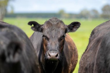 İnekler çiftlikte otluyor..