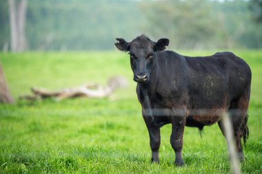 İnek tarlada otluyor.