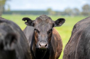 Tarlada siyah bir boğa.