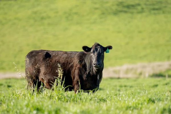 Avustralya wagyu inekleri çayırda otluyor. İlkbaharda bir otlakta ot yiyen siyah bir angus ineğinin yakınına. 