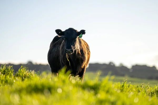 Australian wagyu cows grazing in a field on pasture. close up of a black angus cow eating grass in a paddock in springtime
